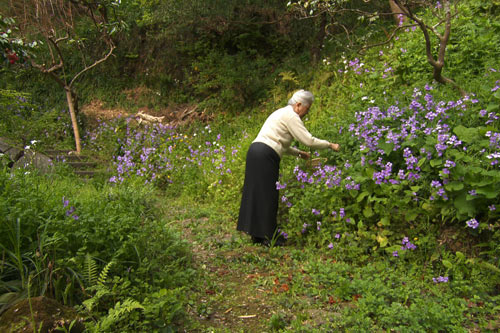天のしずく 辰巳芳子 